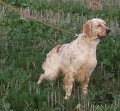 Setter Anglais GIBELTARIK CHESTER Setter Anglais GIBELTARIK CHESTER